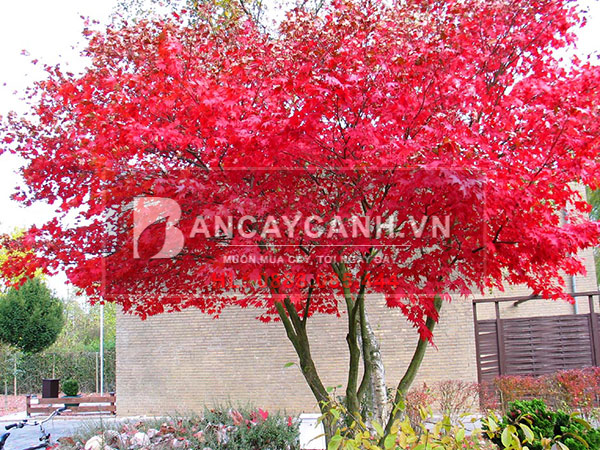 Các loại cây la đỏ - tổng hợp những loại cây kiểng lá có màu đỏ