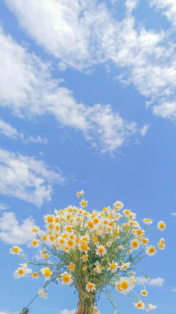 Chia sẻ Top 50 hình nền hoa mai vàng rực rỡ như nắng mang Tết đến