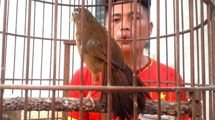 Cửa công chọi chim họa mi 😘 - Bán lồng bẫy chim cảnh Cẩm Phả | Facebook