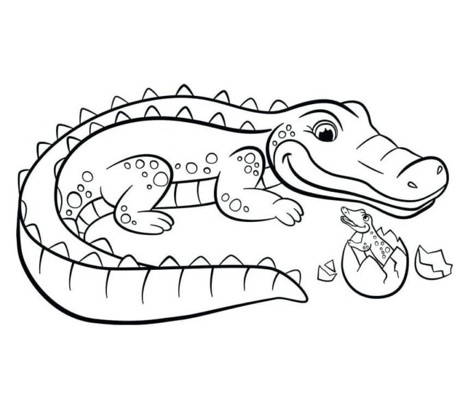 Cách vẽ con Cá Sấu  Dạy Vẽ